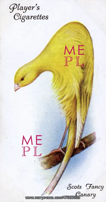  : Scots Fancy Canary