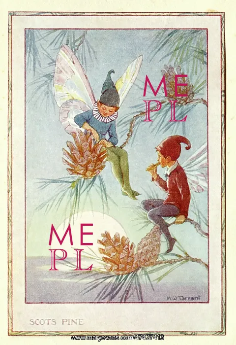 : Scots Pine Fairies : Scots Pine Fairies