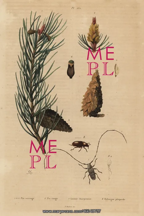 : Scots pine and Norway pine : Scots pine and Norway pine