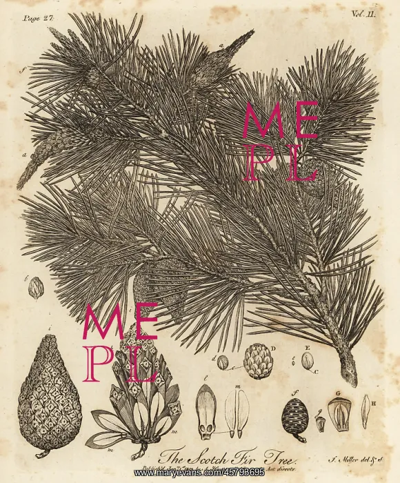 : Scots pine tree, Pinus sylvestris : Scots pine tree, Pinus sylvestris