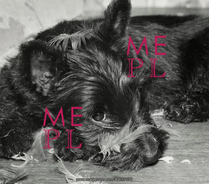 : Scots terrier with feathers : Scots terrier with feathers
