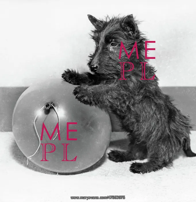 : Scots terrier playing with balloon : Scots terrier playing with balloon