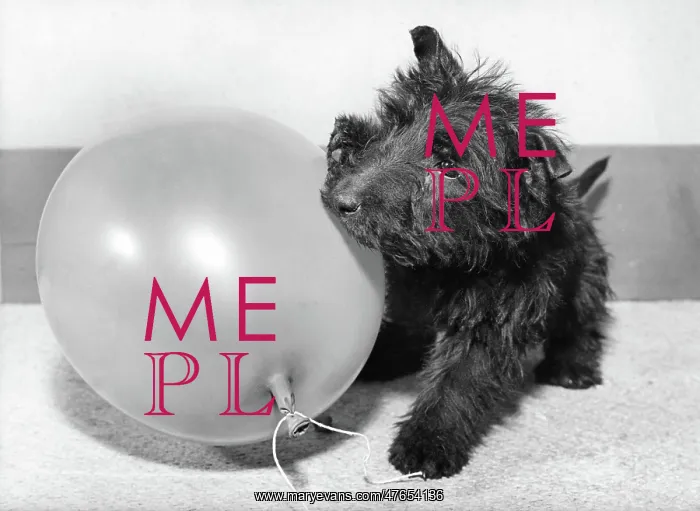 : Scots terrier playing with balloon : Scots terrier playing with balloon