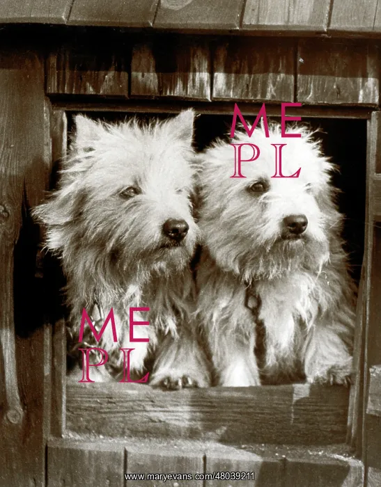  : Two Scots terrier puppies
