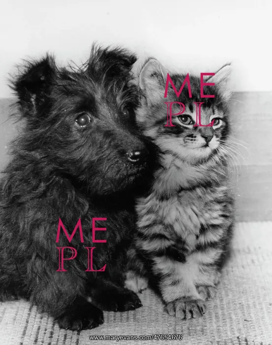 : Scots terrier puppy and tabby kitten : Scots terrier puppy and tabby kitten