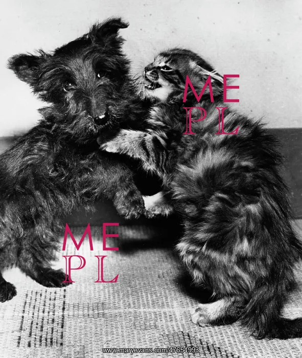 : Scots terrier puppy and tabby kitten : Scots terrier puppy and tabby kitten