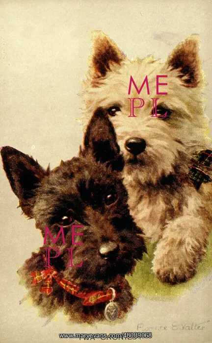  : Two Scots terriers