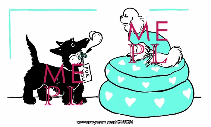 : Scottie dog offering a bone to a peke : Scottie dog offering a bone to a peke