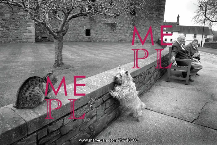 : A Scottie dog pulls on its leash to reach a tabby cat : A Scottie dog pulls on its leash to reach a tabby cat