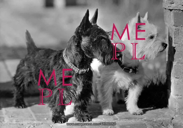 : SCOTTIE AND WESTIE / 1947 : SCOTTIE AND WESTIE / 1947