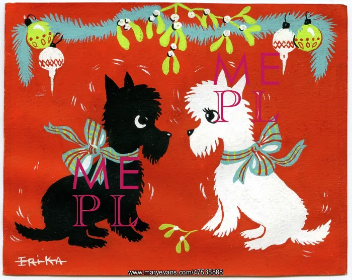 : Two Scotties under mistletoe : Two Scotties under mistletoe