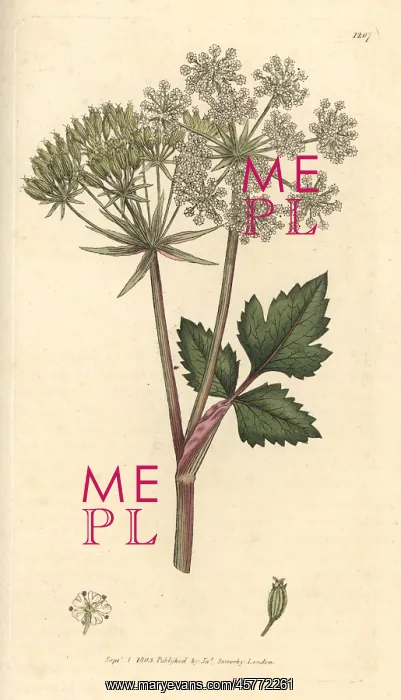 : Scottish lovage, Scottish licorice-root, Ligusticum scoticum : Scottish lovage, Scottish licorice-root, Ligusticum scoticum