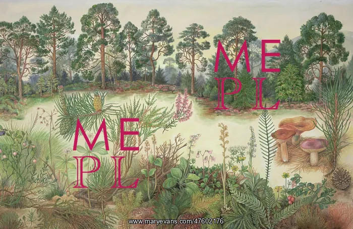 : Scottish Pine Forest : Scottish Pine Forest