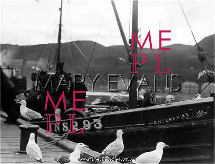 : SCOTTISH SEAGULLS : SCOTTISH SEAGULLS
