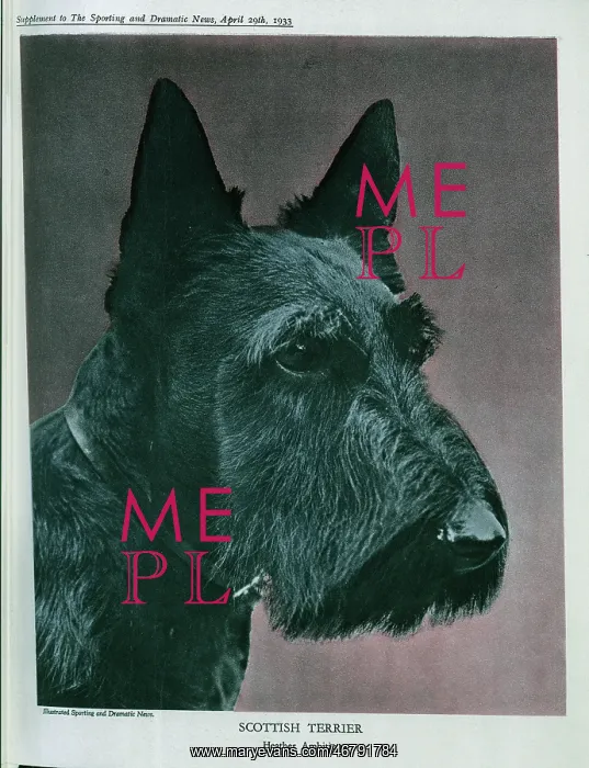 : Scottish Terrier : Scottish Terrier