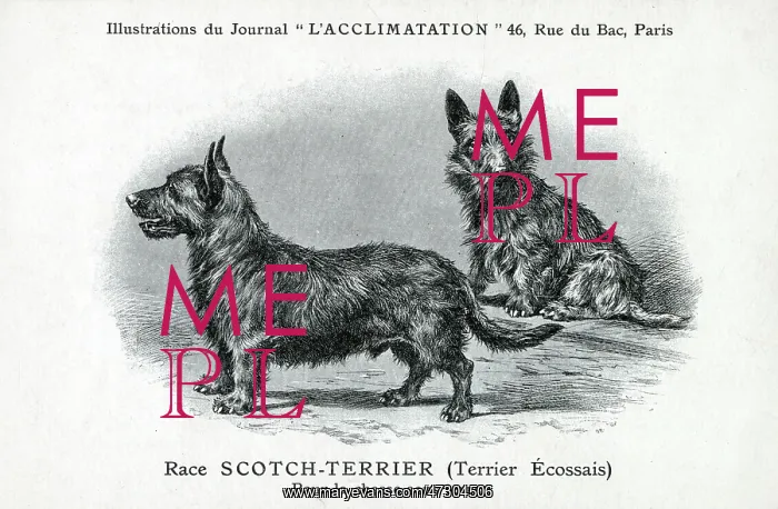 : Scottish Terrier : Scottish Terrier