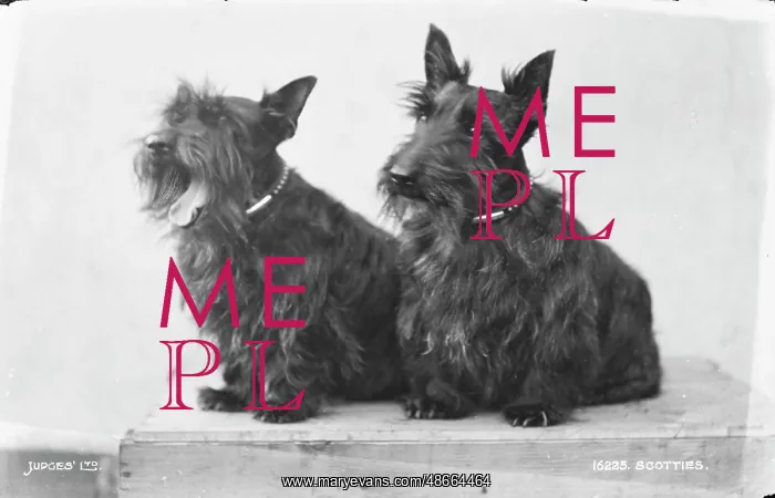 : Two Scottish Terriers : Two Scottish Terriers