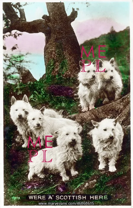 : Were a Scottish here - West Highland White Terriers : Were a Scottish here - West Highland White Terriers