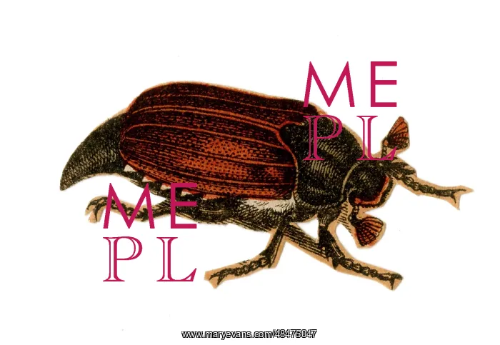  : Scrap - decoupage design - Beetle