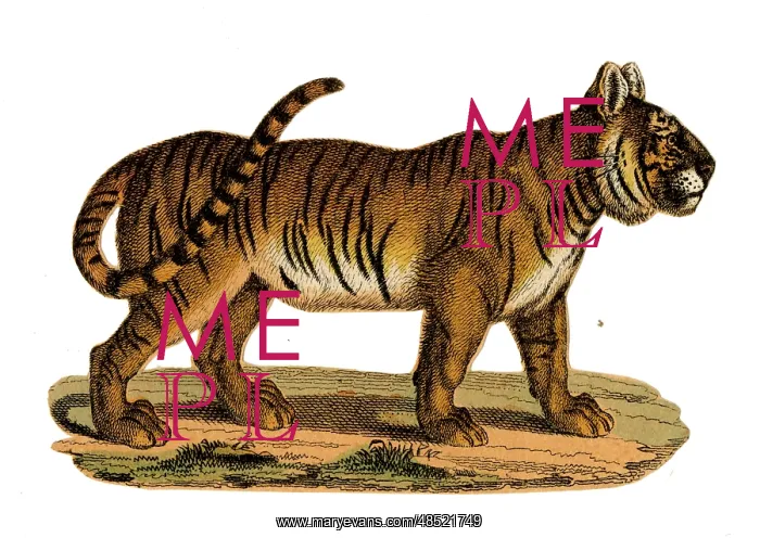  : Scrap - decoupage design - Tiger