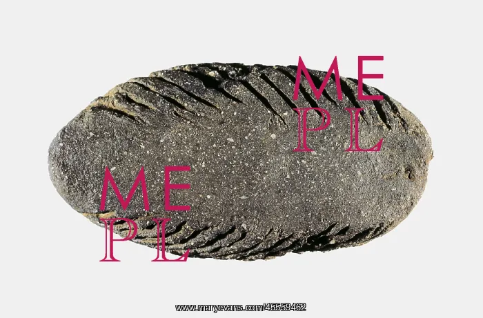 : Scraper. Neolithic art. Decorative Arts. SPAIN : Scraper. Neolithic art. Decorative Arts. SPAIN