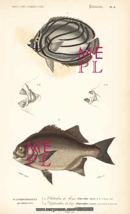  : Scrawled butterflyfish and galjoen