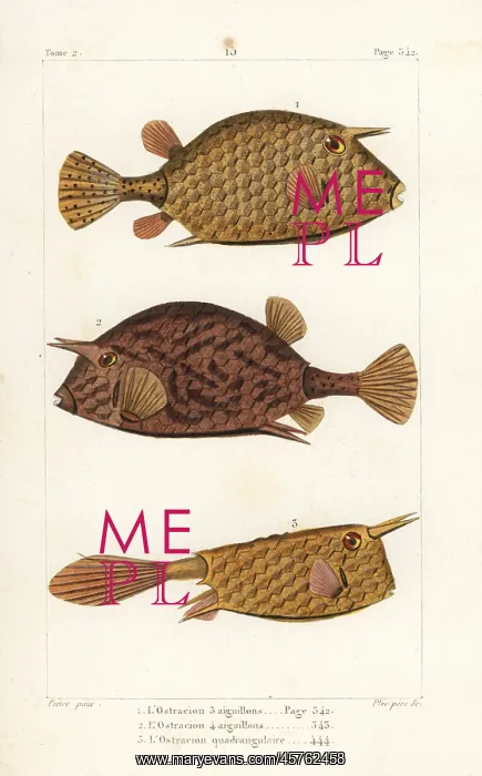 : Scrawled cowfish and longhorn cowfish : Scrawled cowfish and longhorn cowfish