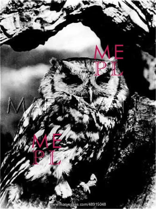 : A SCREECH OWL : A SCREECH OWL