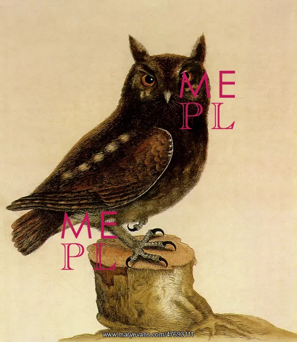  : Screech Owl, Otus asio