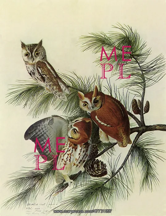  : Screech Owls