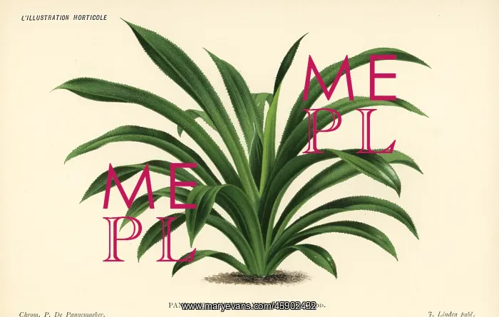 : Screw pine, Pandanus augustianus : Screw pine, Pandanus augustianus