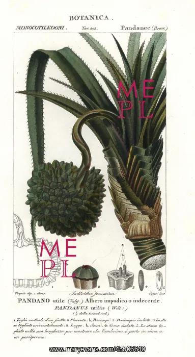 : Screw pine, Pandanus utilis : Screw pine, Pandanus utilis