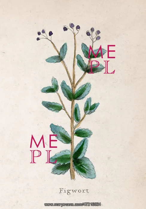  : SCROPHULARIA NODOSA