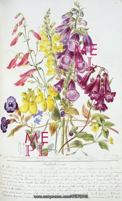 : Scrophulariaceae : Scrophulariaceae