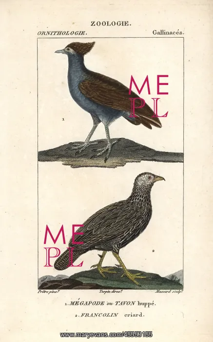 : Scrubfowl (orange-footed scrubfowl, Megapodius : Scrubfowl (orange-footed scrubfowl, Megapodius