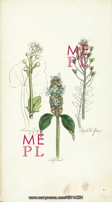 : Scurvy Grass, Self-Heal, Shepherds Purse : Scurvy Grass, Self-Heal, Shepherds Purse