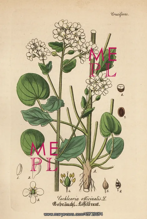 : Scurvygrass, Cochlearia officinalis : Scurvygrass, Cochlearia officinalis