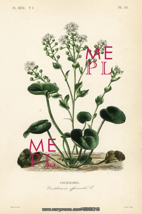 : Scurvygrass, Cochlearia officinalis : Scurvygrass, Cochlearia officinalis