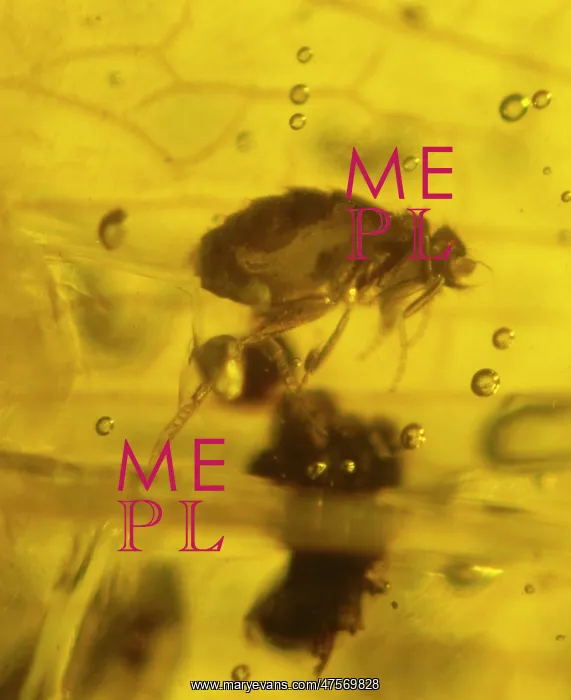: Scuttle fly in amber : Scuttle fly in amber