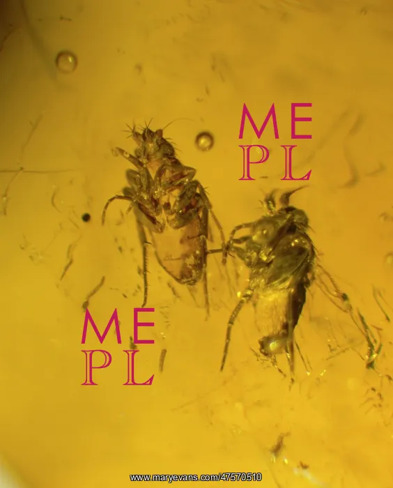 : Scuttle fly in amber : Scuttle fly in amber