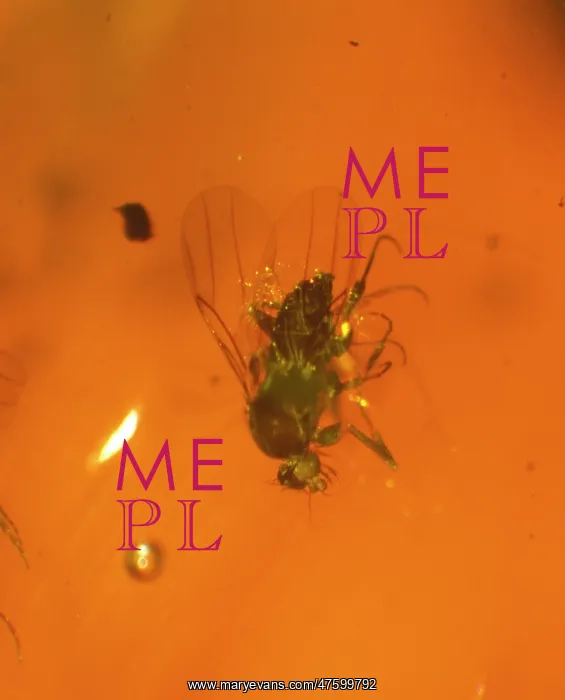 : Scuttle fly in amber : Scuttle fly in amber