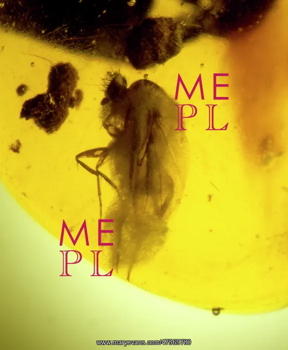: Scuttle fly in Dominican amber : Scuttle fly in Dominican amber