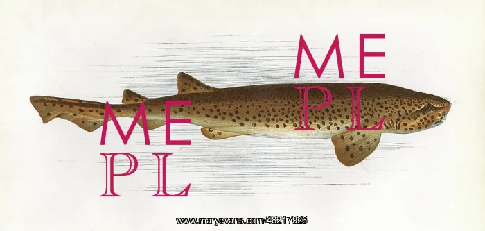 : Scyliorhinus stellaris, a species of dogfish : Scyliorhinus stellaris, a species of dogfish