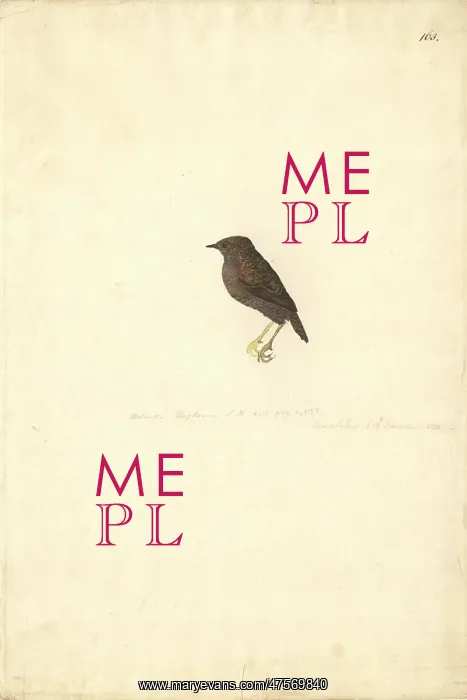 : Scytalopus magellanicus, Magellanic tapaculo : Scytalopus magellanicus, Magellanic tapaculo