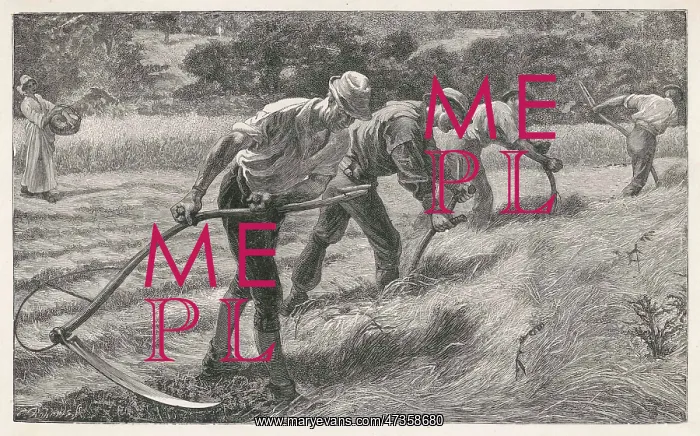  : SCYTHING THE HAY
