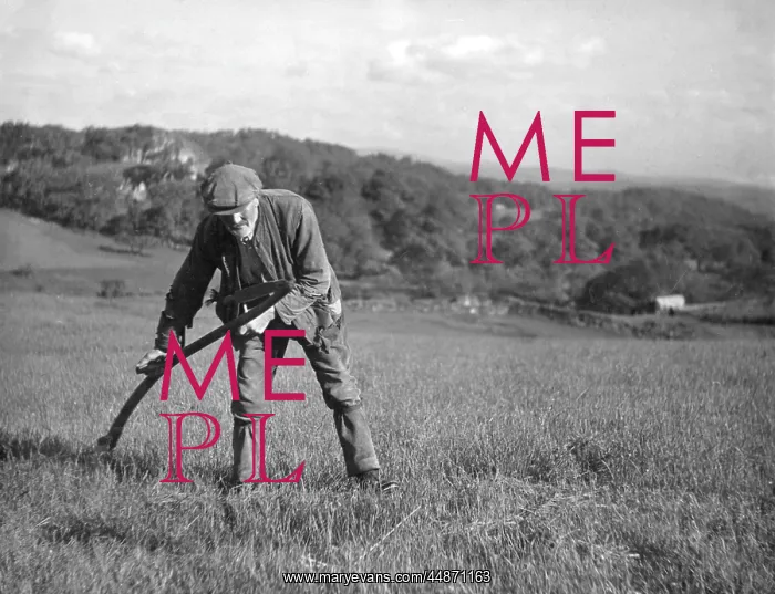 : SCYTHING HAY / WALES : SCYTHING HAY / WALES