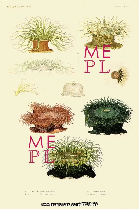  : Sea Anemone