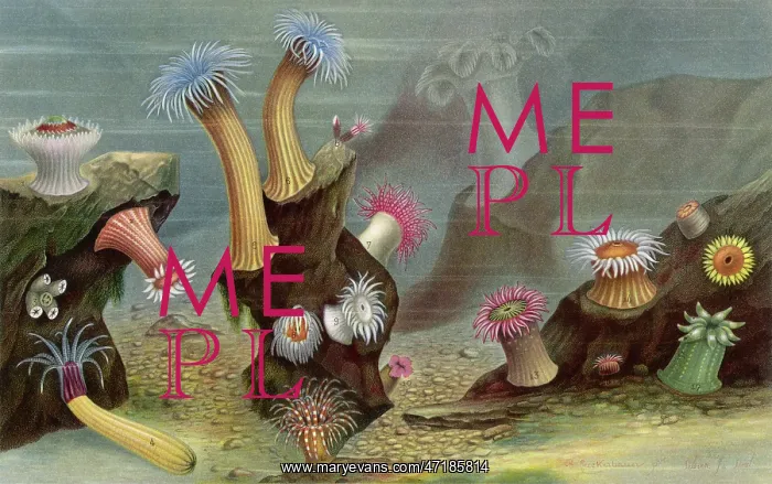  : SEA ANEMONES / LACKERBAUER