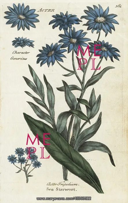 : Sea aster, Aster tripolium : Sea aster, Aster tripolium
