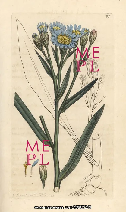 : Sea aster, Tripolium pannonicum subsp. tripolium : Sea aster, Tripolium pannonicum subsp. tripolium